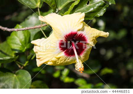 Yellow Hibiscus Flower in black dard background Yellow Hibiscus Flower in black dard background 44446851