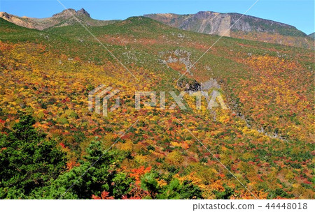 Autumn leaves of Adatarayama Autumn leaves of Adatarayama 44448018
