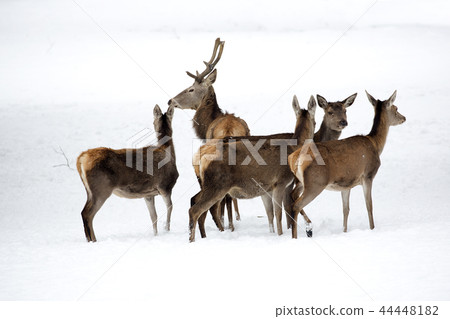 Red deer with family in winter Red deer with family in winter 44448182