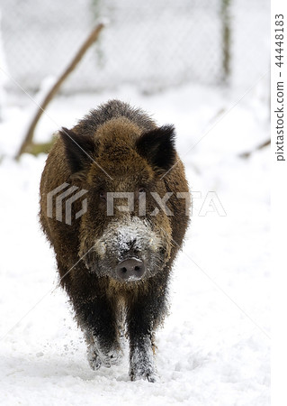 Wild boar in the wild in winter Wild boar in the wild in winter 44448183