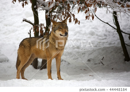 Wolf in the forest in winter Wolf in the forest in winter 44448184