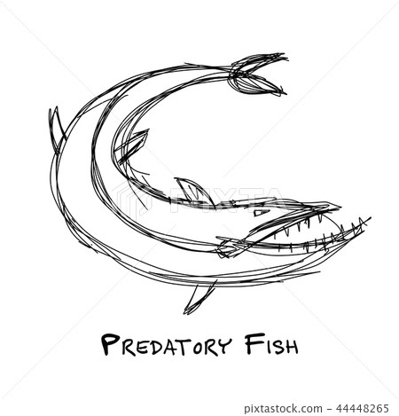 Barracuda fish for your design 44448265