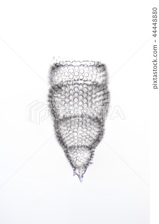 Radiant worm Radiant worm 44448880