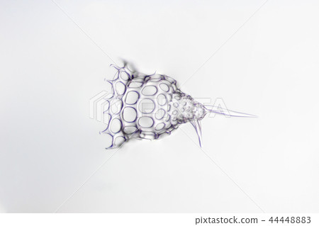 Radiant worm 44448883