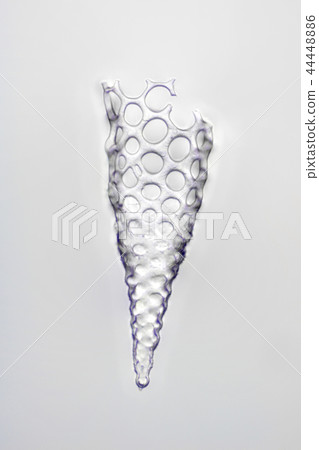 Radiant worm Radiant worm 44448886