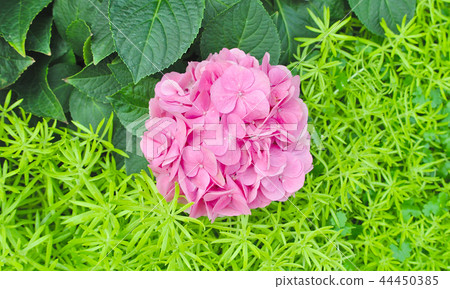 Pink hydrangea flower on leaves background 44450385