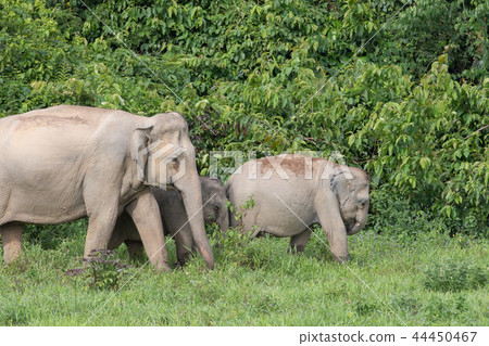 Asian elephants is eating solid in Thailand forest 44450467