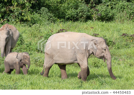 Asian elephants is eating solid in Thailand forest 44450483