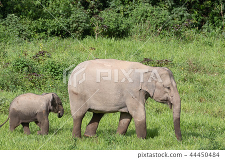 Asian elephants is eating solid in Thailand forest Asian elephants is eating solid in Thailand forest 44450484