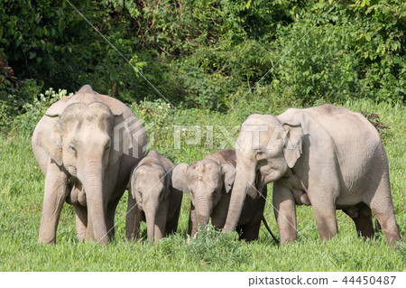 Asian elephants is eating solid in Thailand forest Asian elephants is eating solid in Thailand forest 44450487