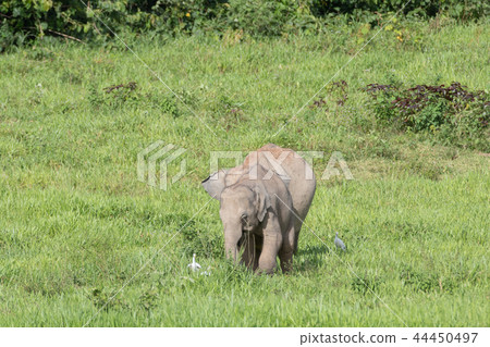 Asian elephants is eating solid in Thailand forest Asian elephants is eating solid in Thailand forest 44450497
