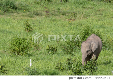 Asian elephants is eating solid in Thailand forest Asian elephants is eating solid in Thailand forest 44450525