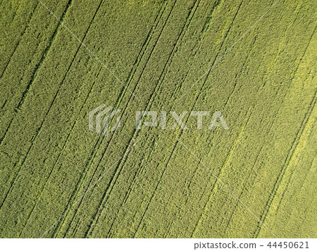 Aerial drone photography. Flying over the cornfield 44450621