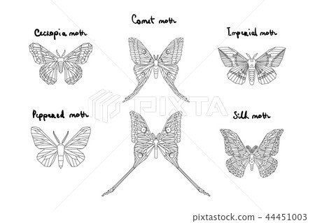 Set of icons of various moth with names on white Set of icons of various moth with names on white 44451003