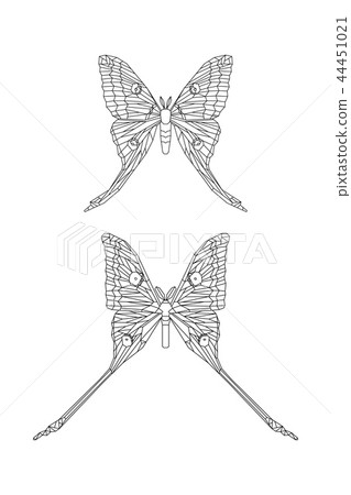 Comet moth vector isolated on white. Male and female. Set of illustration 44451021
