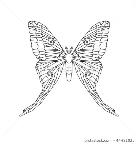 Comet moth vector illustration isolated on white. Female 44451023