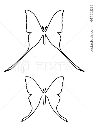 Comet moth vector isolated on white. Male and female. Set of icon Comet moth vector isolated on white. Male and female. Set of icon 44451035