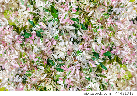 Small leaves of Pithecellobium duice 44451315