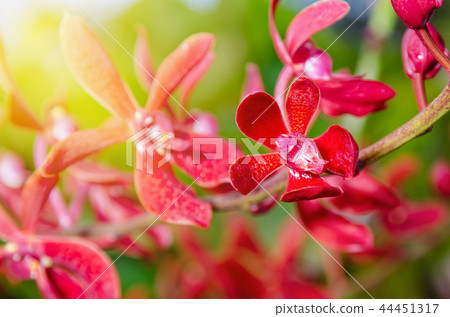 Close-up red orchid flowers 44451317