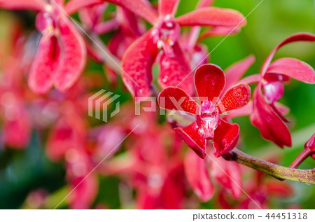 Close-up red orchid flowers 44451318