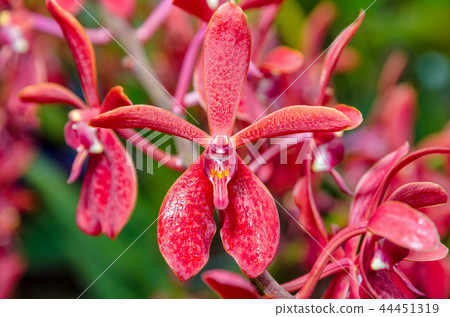 Close-up red orchid flowers 44451319