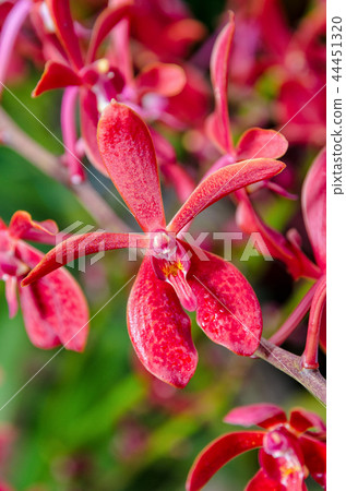 Close-up red orchid flowers 44451320