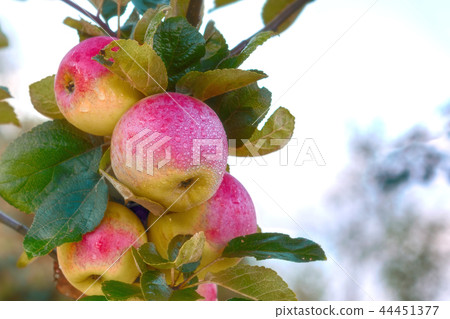 Red apple on the branch. Juicy apple in the garden 44451377