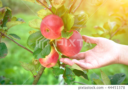 Girl plucks red apples from the tree. 44451378