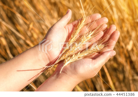 Rye in the hands of the girl Rye in the hands of the girl 44451386
