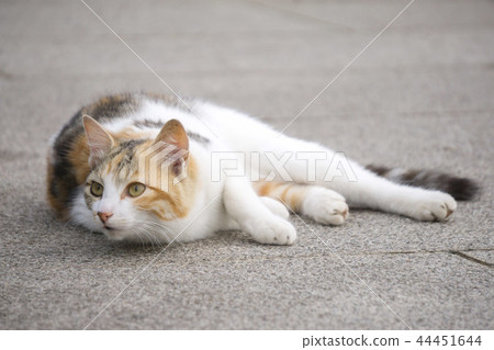 Cat rubbing body 44451644