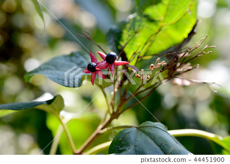 Rabbit fruit Rabbit fruit 44451900