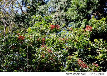 Gonzu's fruit Gonzu's fruit 44451901