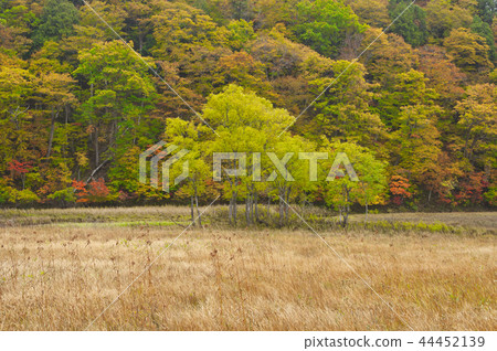 Ozegahara Uedashiro of the season of grass autumn leaves 44452139