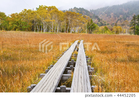 Ozegahara Uedashiro of the season of grass autumn leaves Ozegahara Uedashiro of the season of grass autumn leaves 44452205