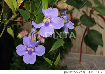 Tsunbarua Tsunbarua 44452317