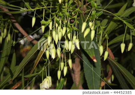 Tropical lily of the valley Tropical lily of the valley 44452385