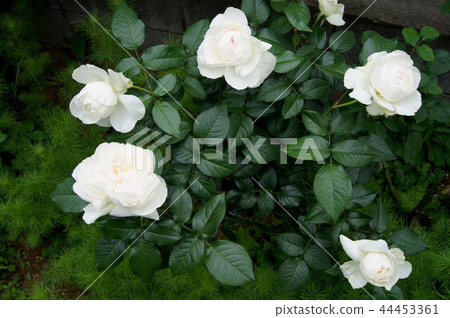 Bolero (seasonal bloom) 44453361