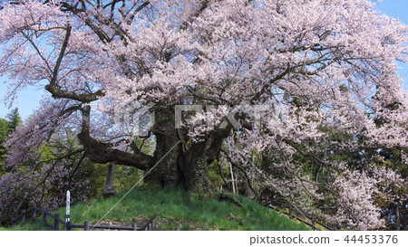 One cherry tree - Hikanzakura of awareness One cherry tree - Hikanzakura of awareness 44453376