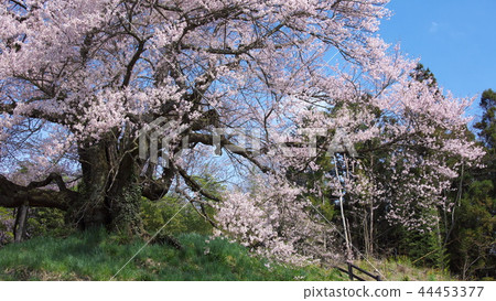 One cherry tree - Hikanzakura of awareness One cherry tree - Hikanzakura of awareness 44453377