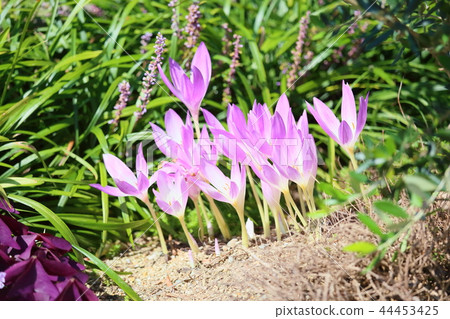 秋天公園Corticam花 44453425