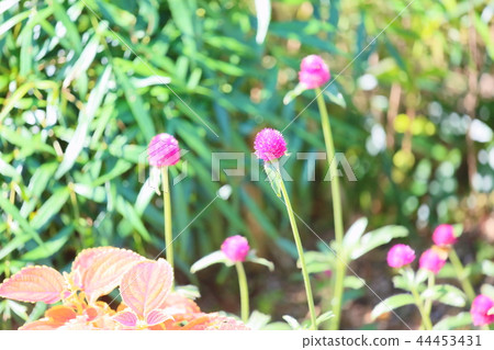 Sennichikou flower Sennichikou flower 44453431