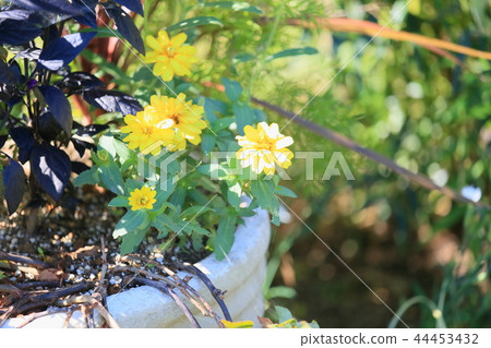 Zinnia Flower 44453432