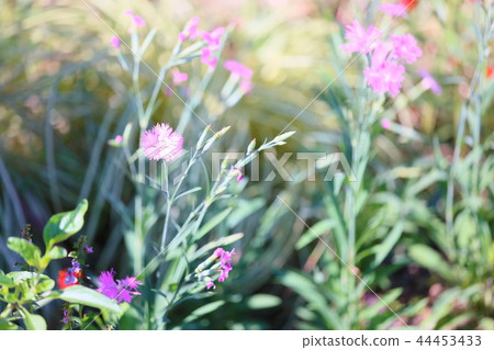 Flowers of Kawarana de Ceco Flowers of Kawarana de Ceco 44453433