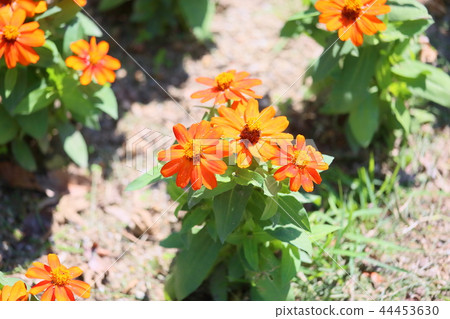 Zinnia Flower 44453630