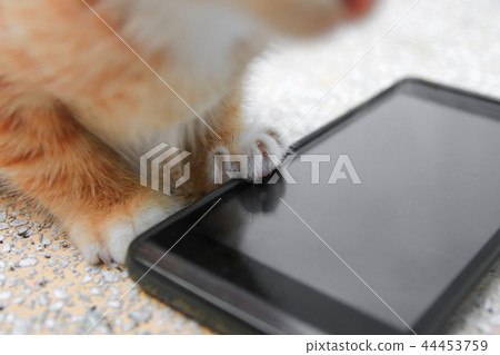 cat paw of kitten orange-red small on cell phone cat paw of kitten orange-red small on cell phone 44453759