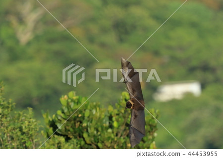 Creatures Maaya bat, about 60 centimeters wide when its wings are spread. It is quite powerful Creatures Maaya bat, about 60 centimeters wide when its wings are spread. It is quite powerful 44453955