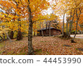 Autumnal leaves forest 44453990
