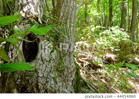 Small animal house? image 44454060