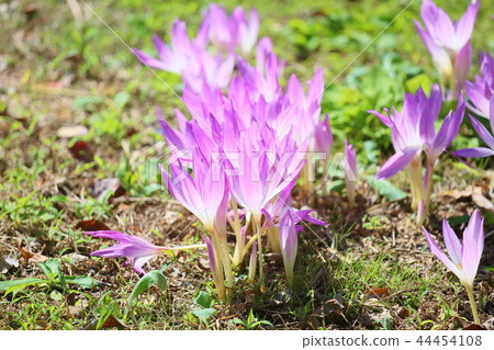 Corticum flowers Corticum flowers 44454108