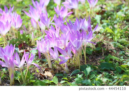 Corticum flowers Corticum flowers 44454110